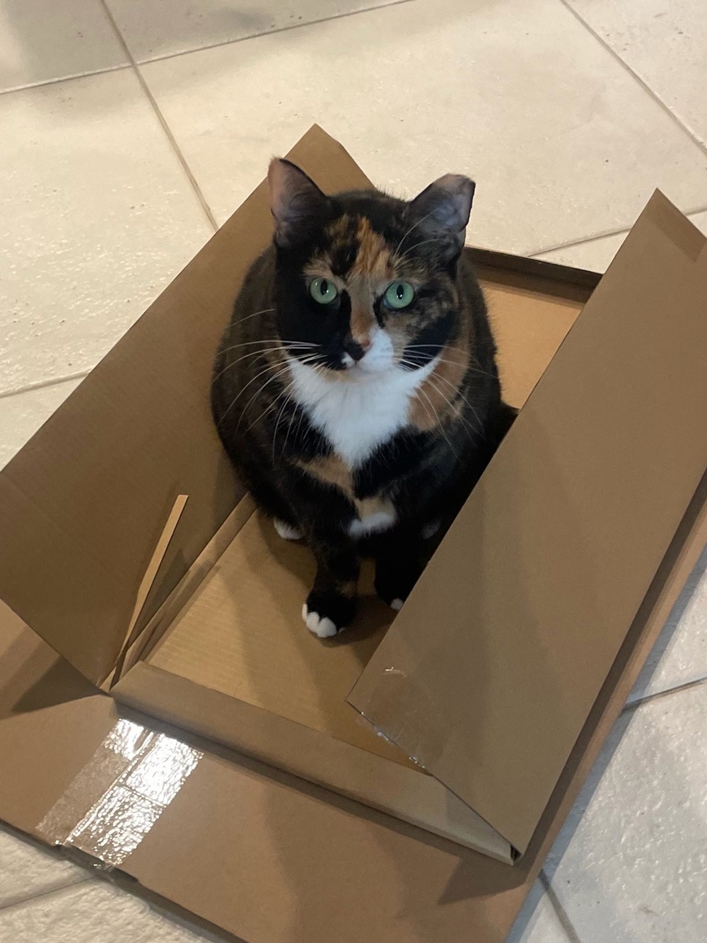 🐈⬛ Peak-A-Boo!🤭Sunday🐈⬛Live🎆Share Show 🐈⬛ - Picture 7 of 8